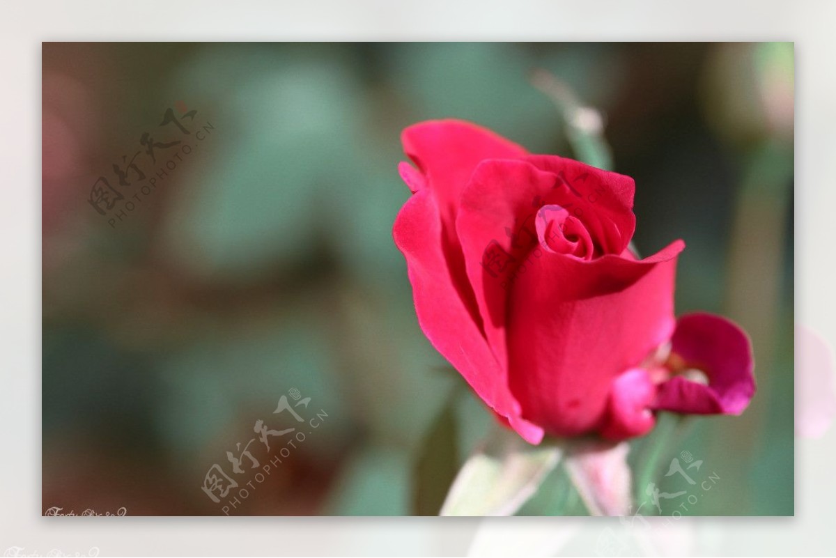 摄影玫瑰花朵花蕾照片图片
