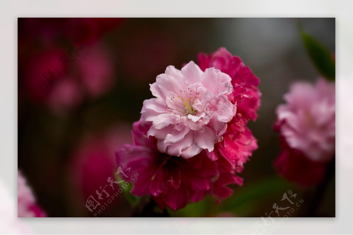 碧桃花图片