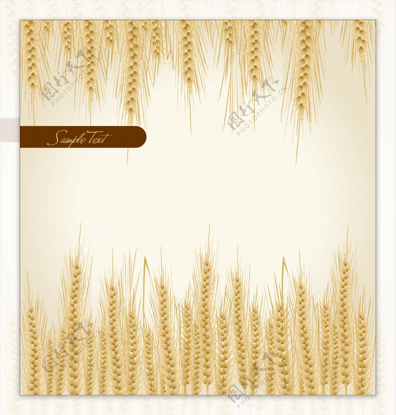 麦穗小麦背景图片