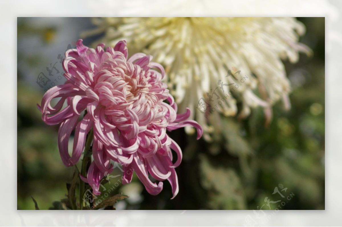 瘦西湖菊花图片