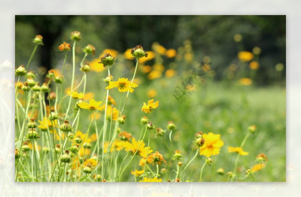 黄色花朵菊花摄影图片
