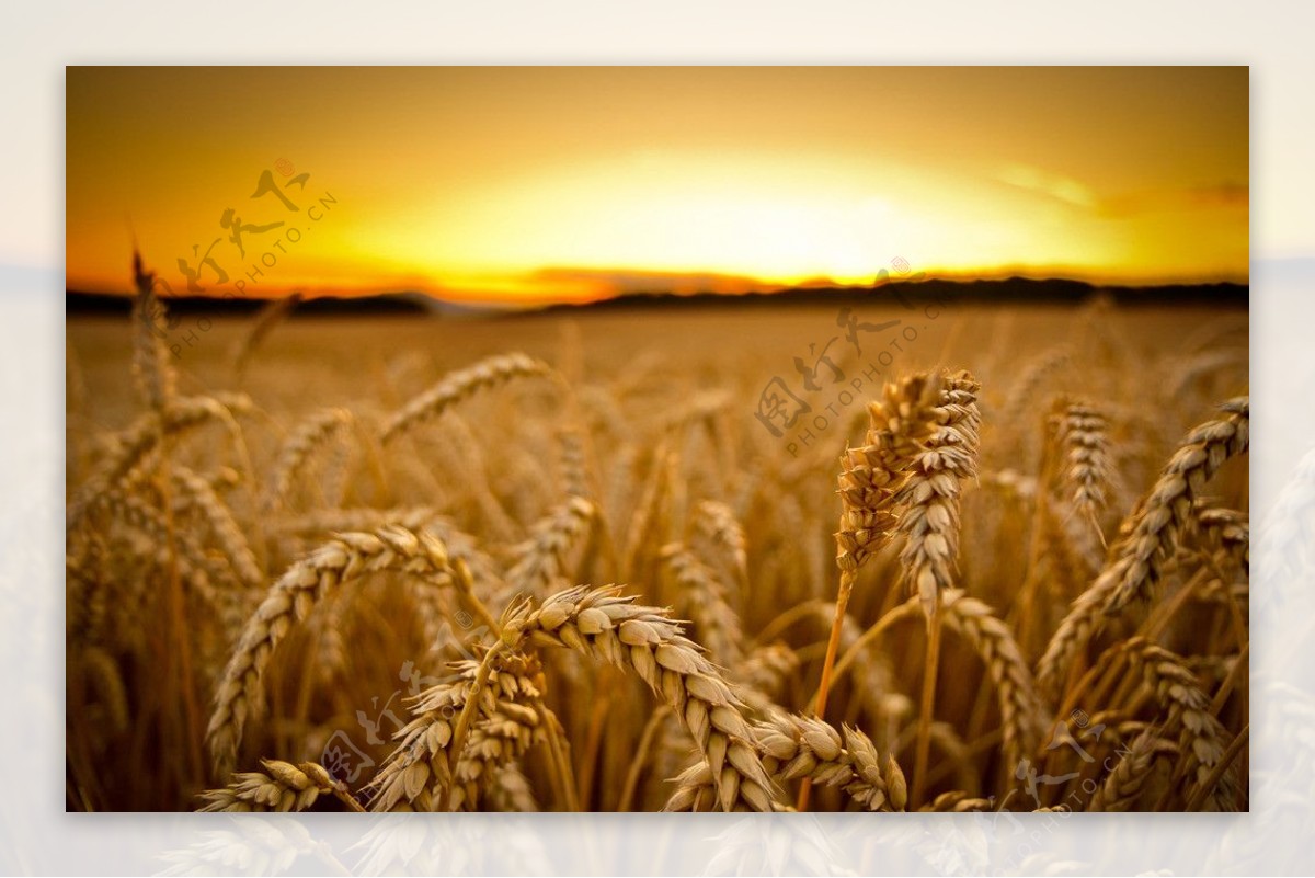 夕阳麦穗图片