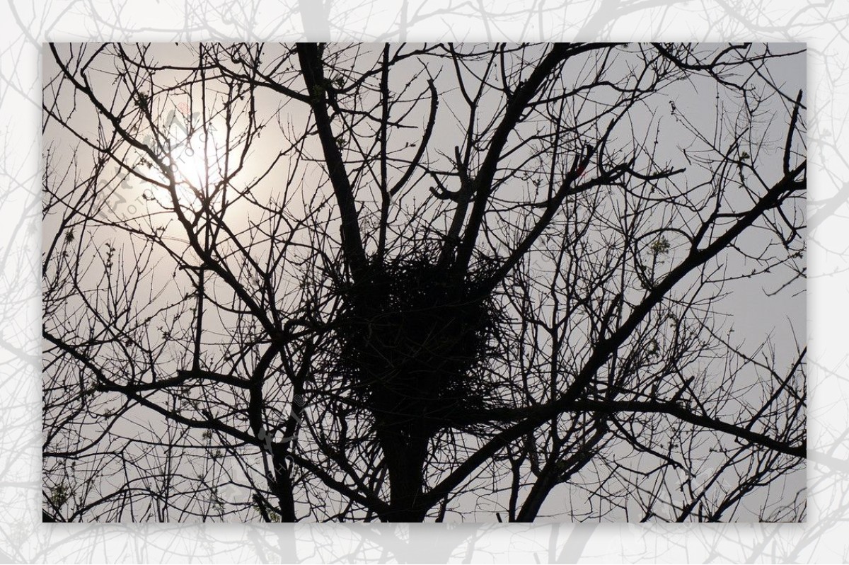 探秘：鸟巢的故事，不同鸟类的巢穴和筑巢方式，巧夺天工！ - 哔哩哔哩