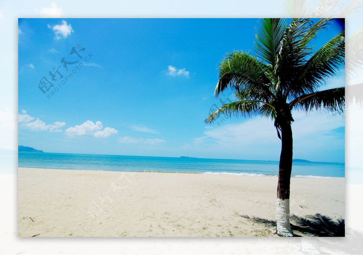 海边椰子树图片