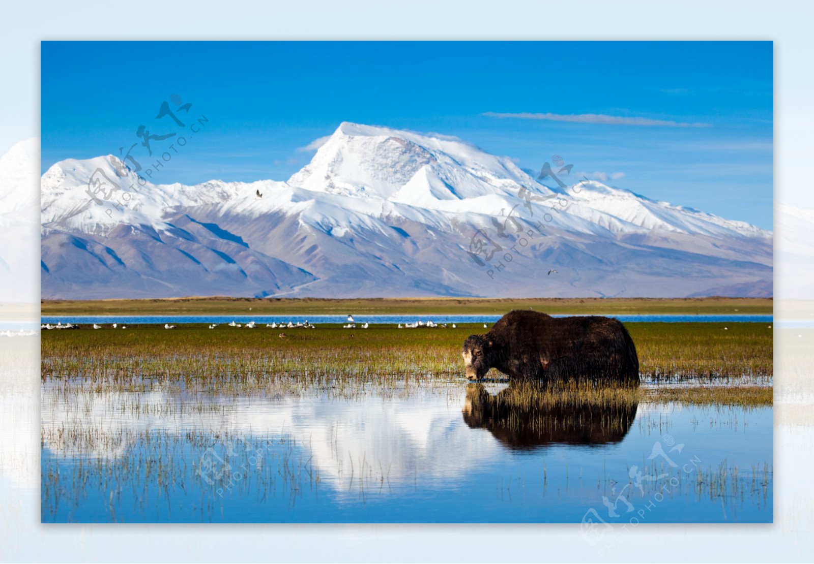 西藏冈仁波齐峰牦牛图片