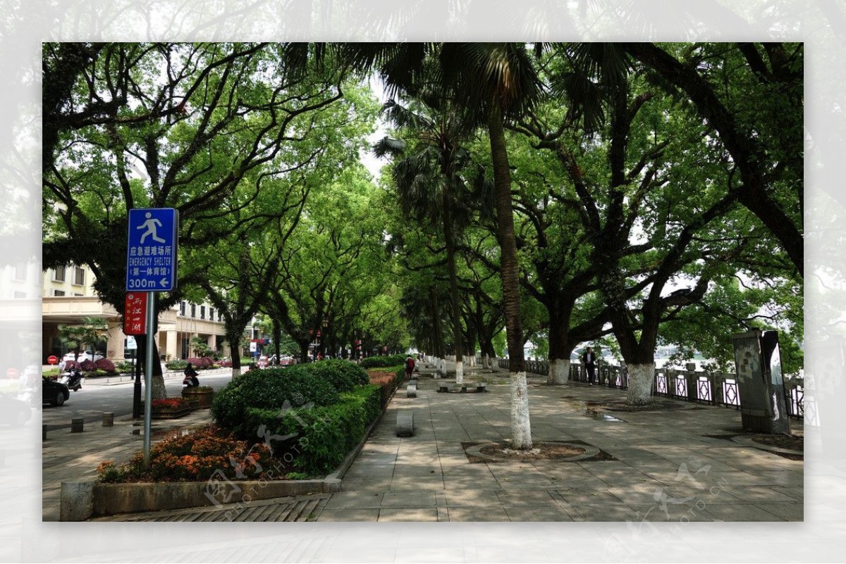 桂林的街道绿意盎然图片