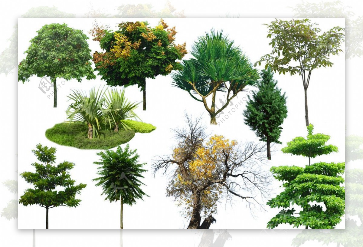植物系列图片