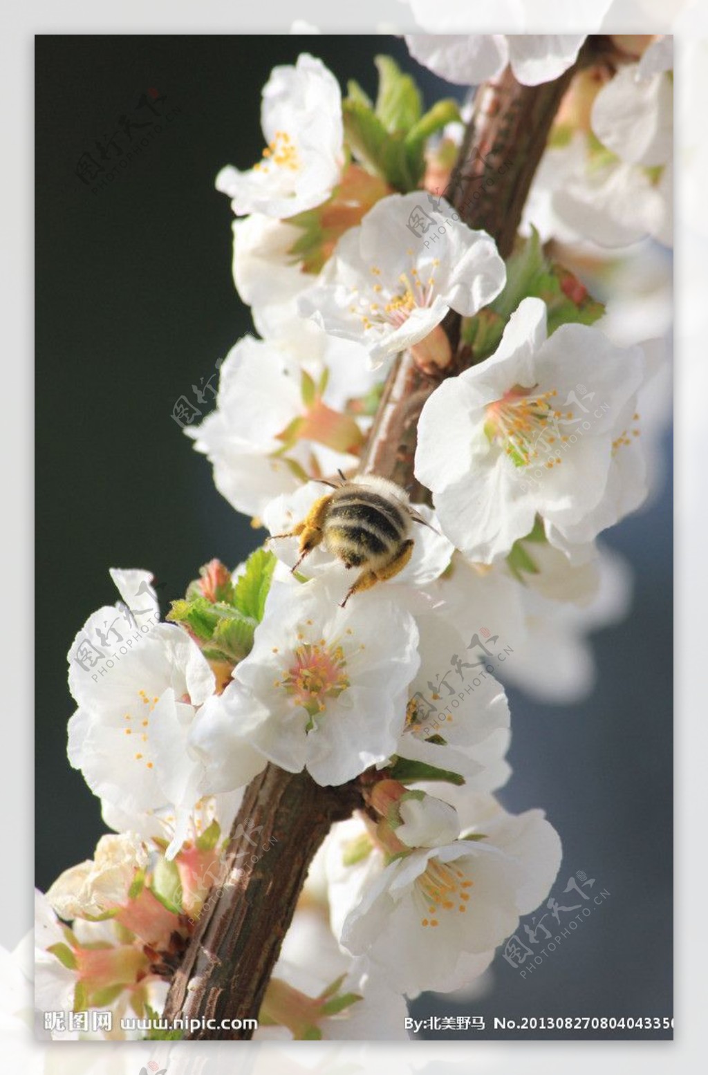 白色小花与蜜蜂图片