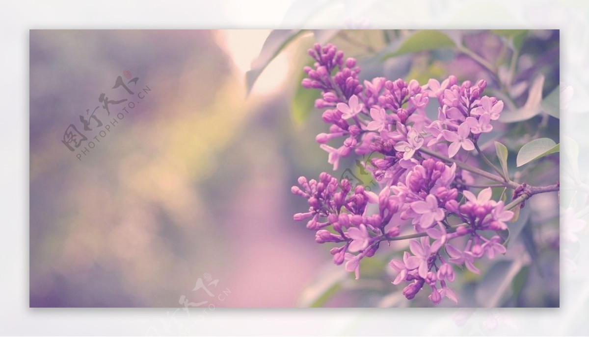 唯美紫色系花朵图片