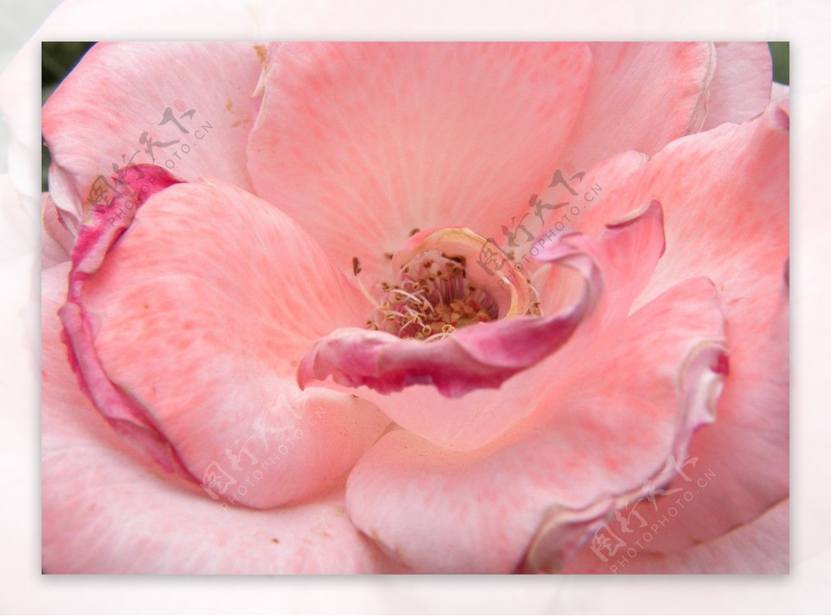 花开灿烂粉红色图片