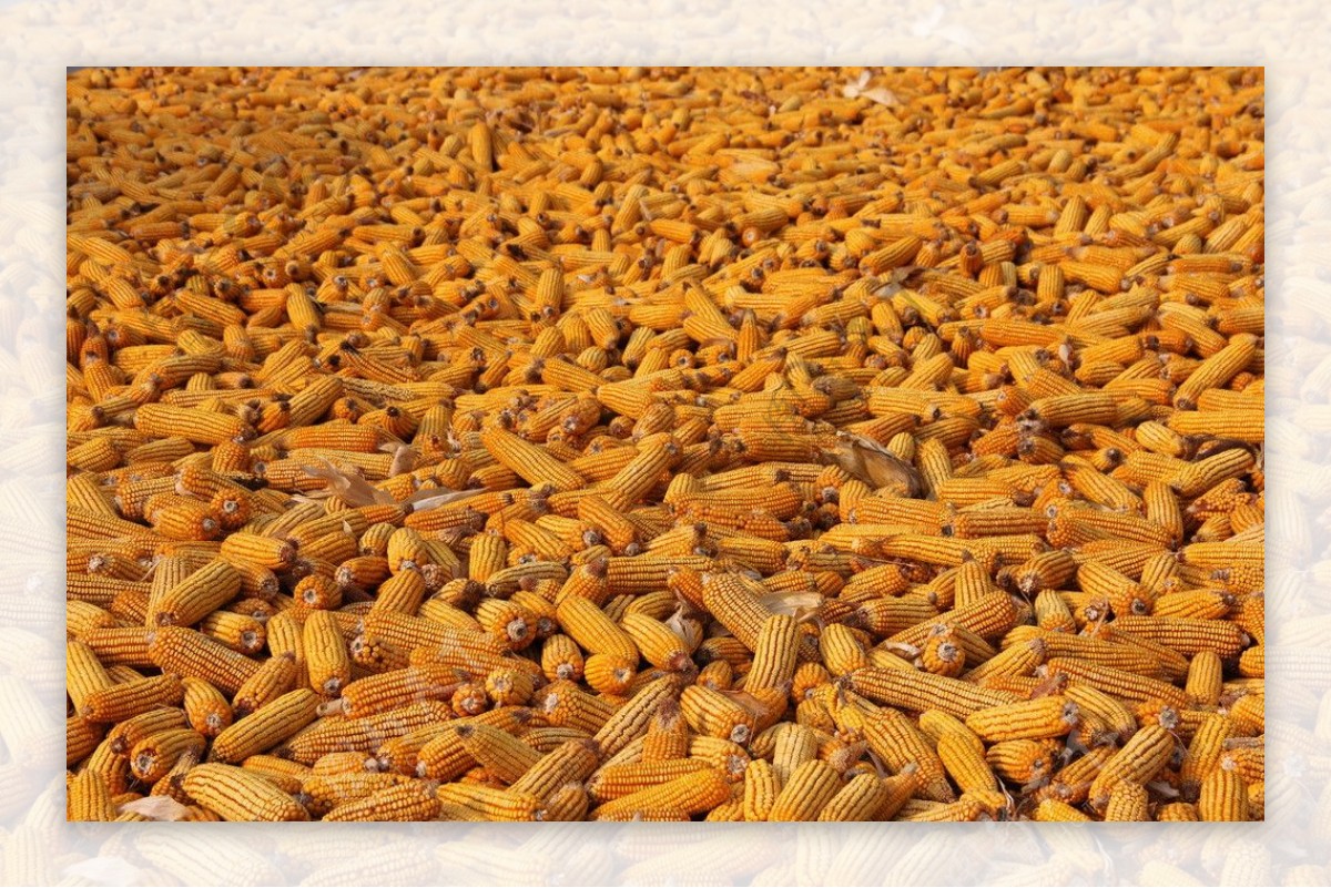 秋天的玉米图片