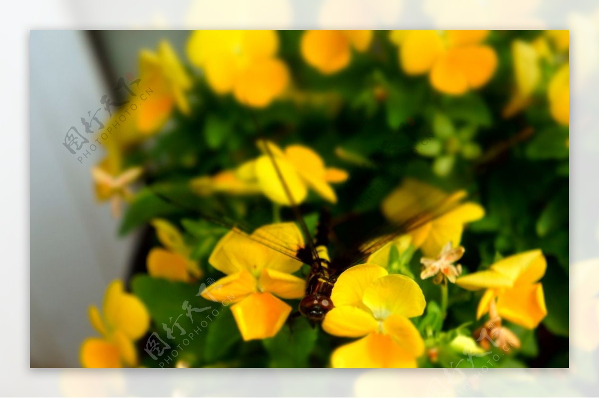 夏日蜻蜓蝴蝶花背景图片