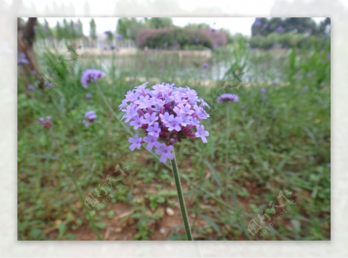 紫色花朵图片