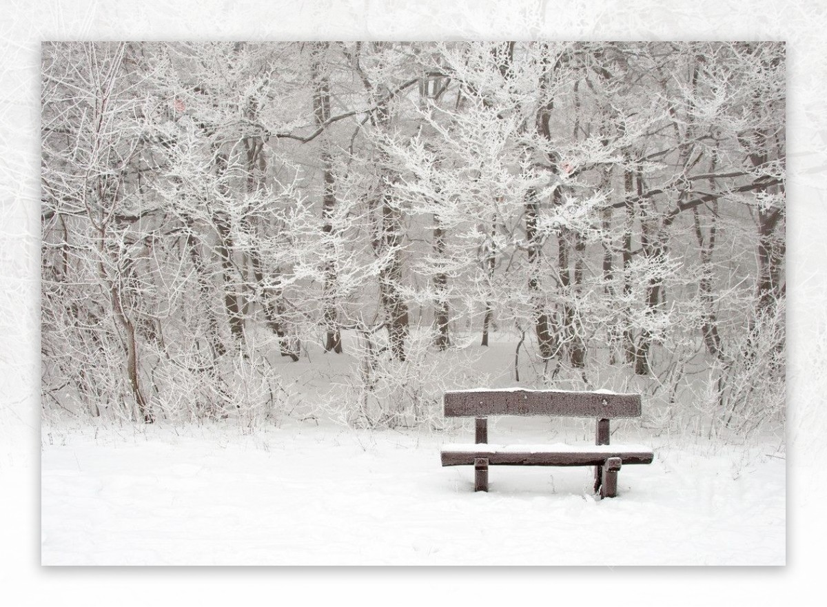 冬天森林的积雪长椅图片