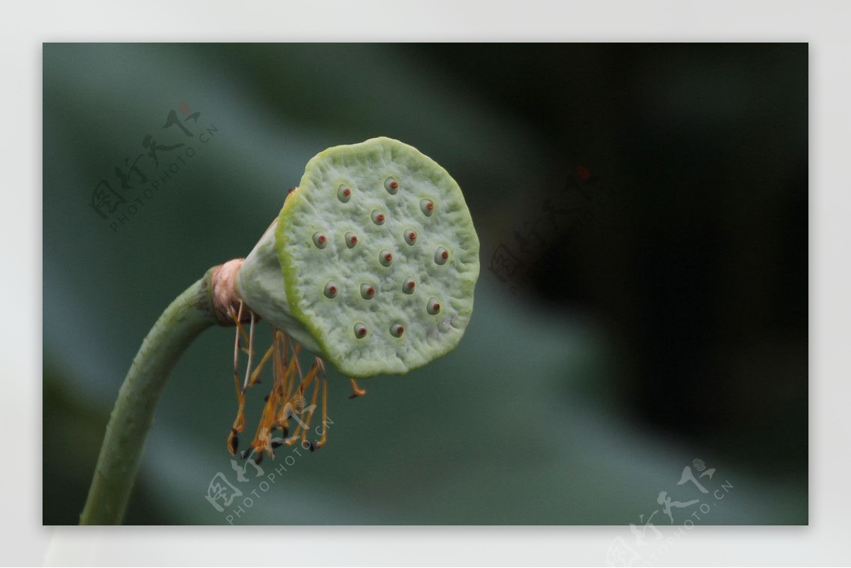 莲蓬荷花高清图片