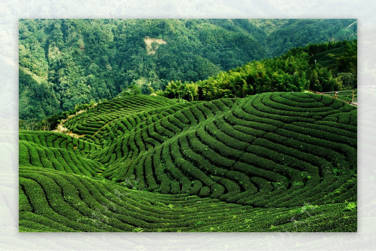 高清茶林风景图片