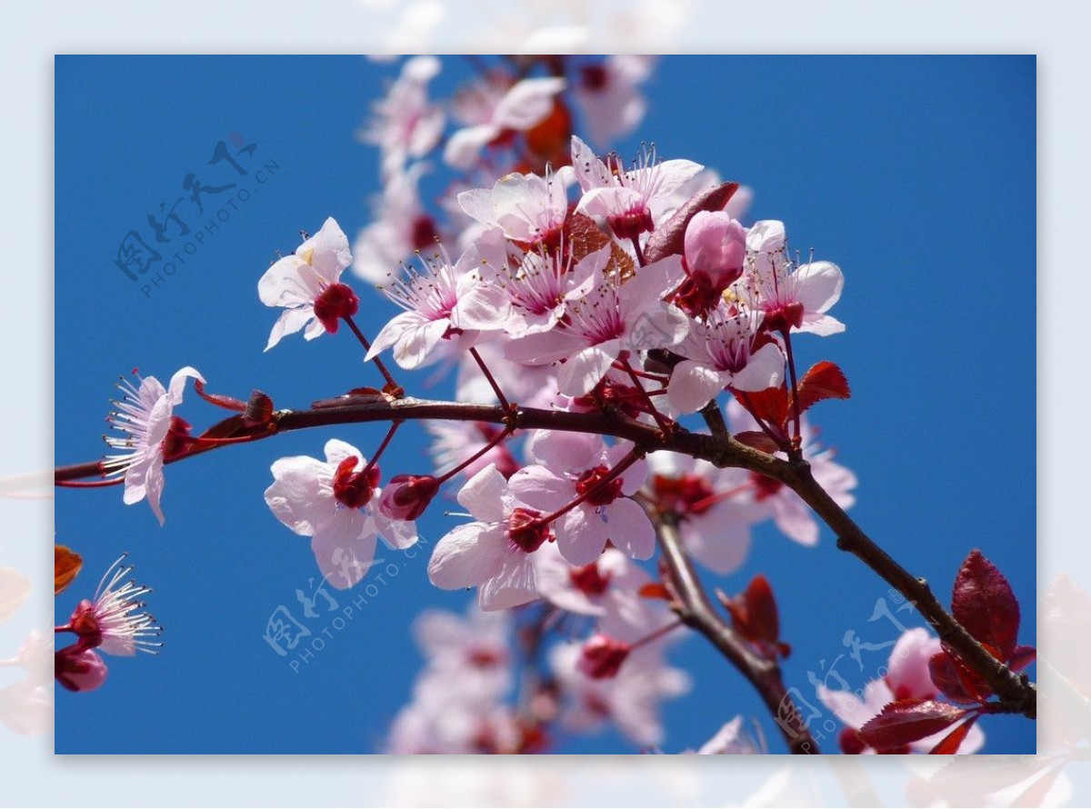 日本樱花树图片