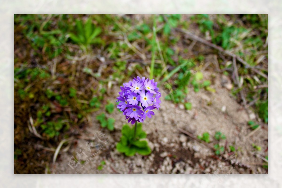 牛背山紫色小野花图片