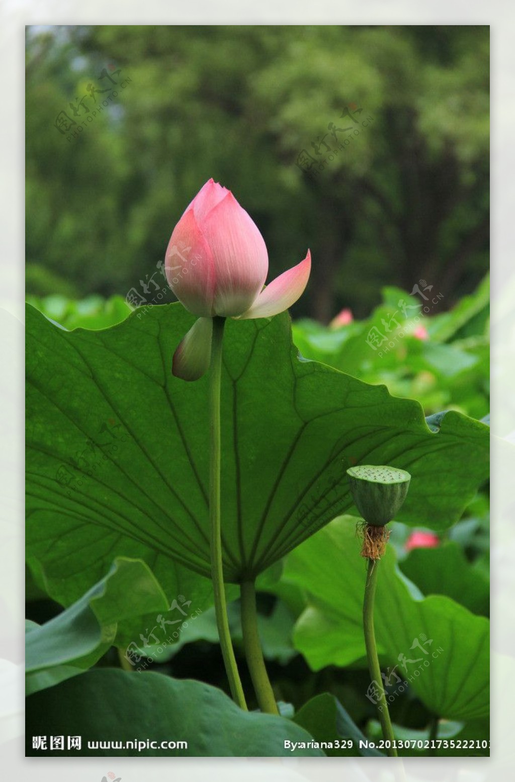 荷花莲蓬图片