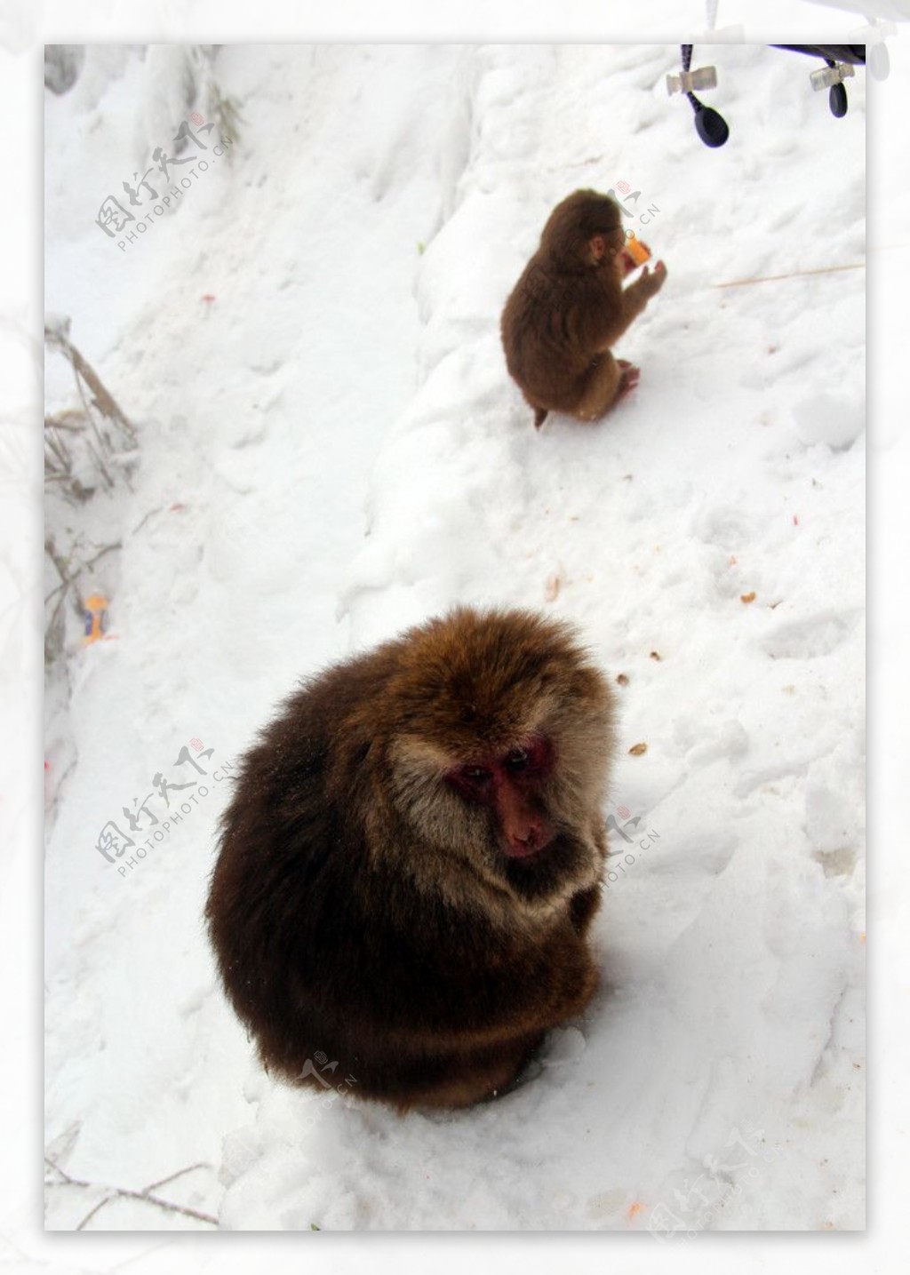 猴子峨眉山动物图片