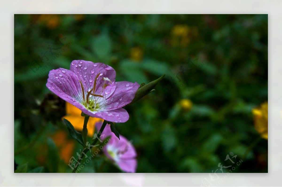 雨后紫花图片