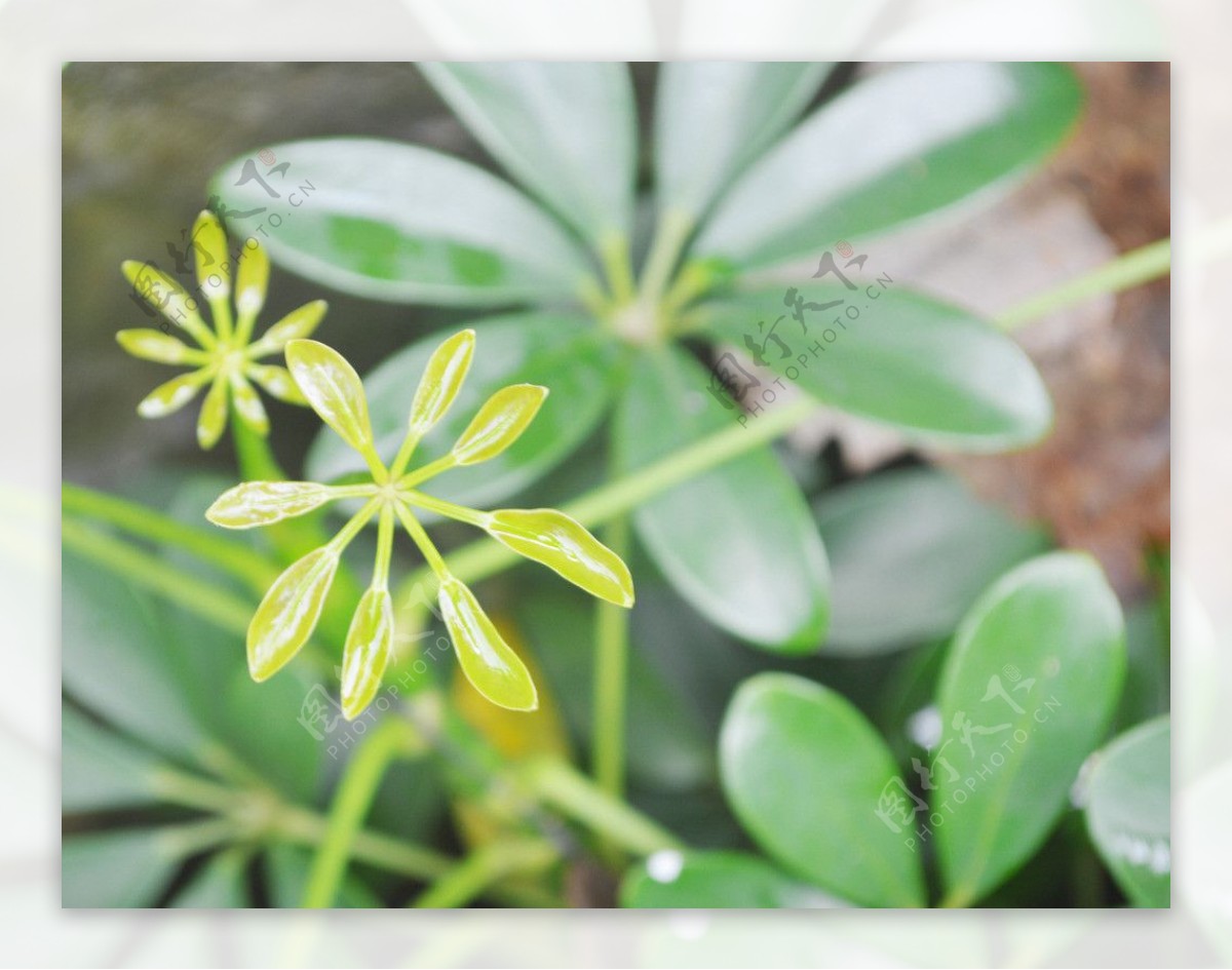 植物图片