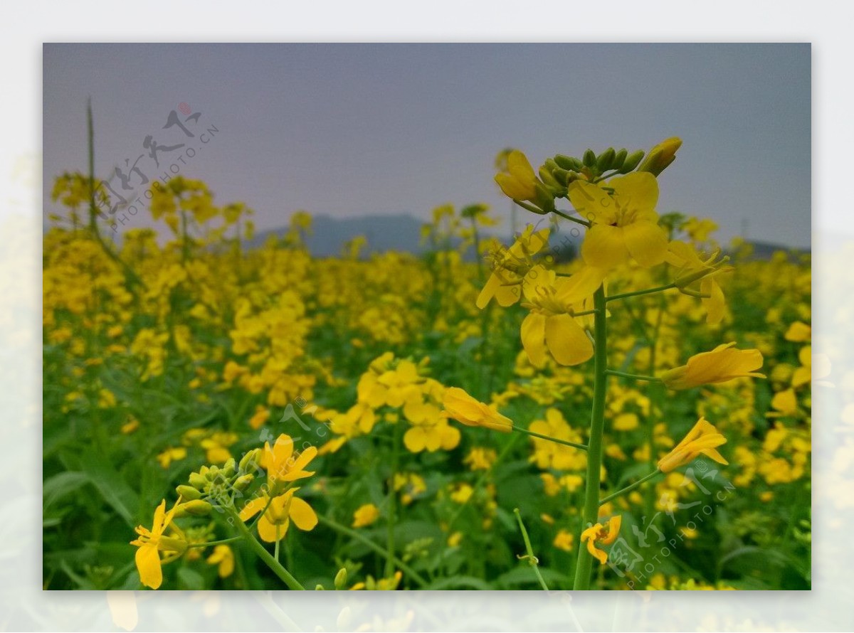 观音阁油菜花图片