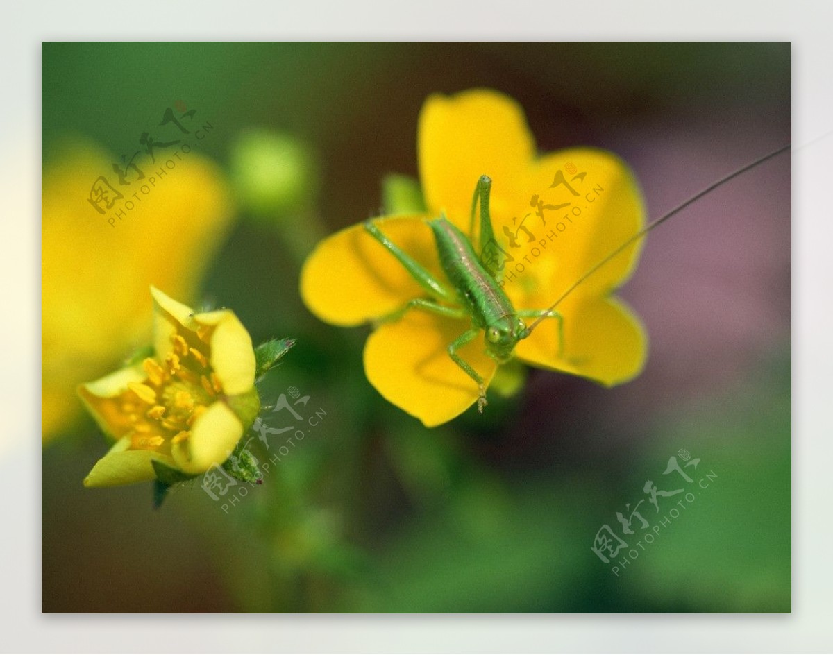 黄色花蚱蜢图片