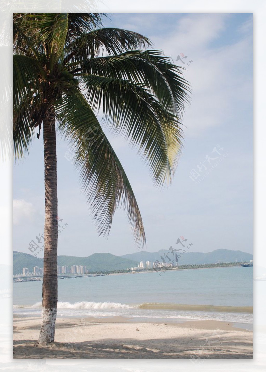 三亚湾椰树图片