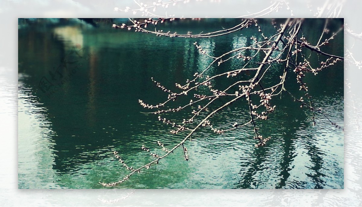 河边桃花图片