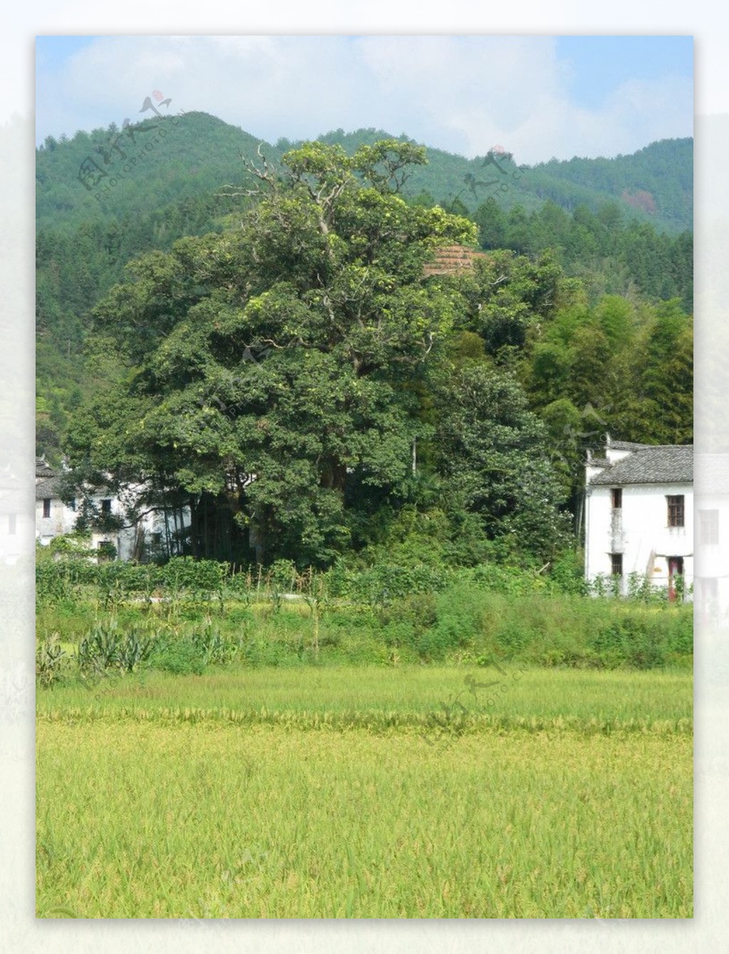 婺源美丽风景图片