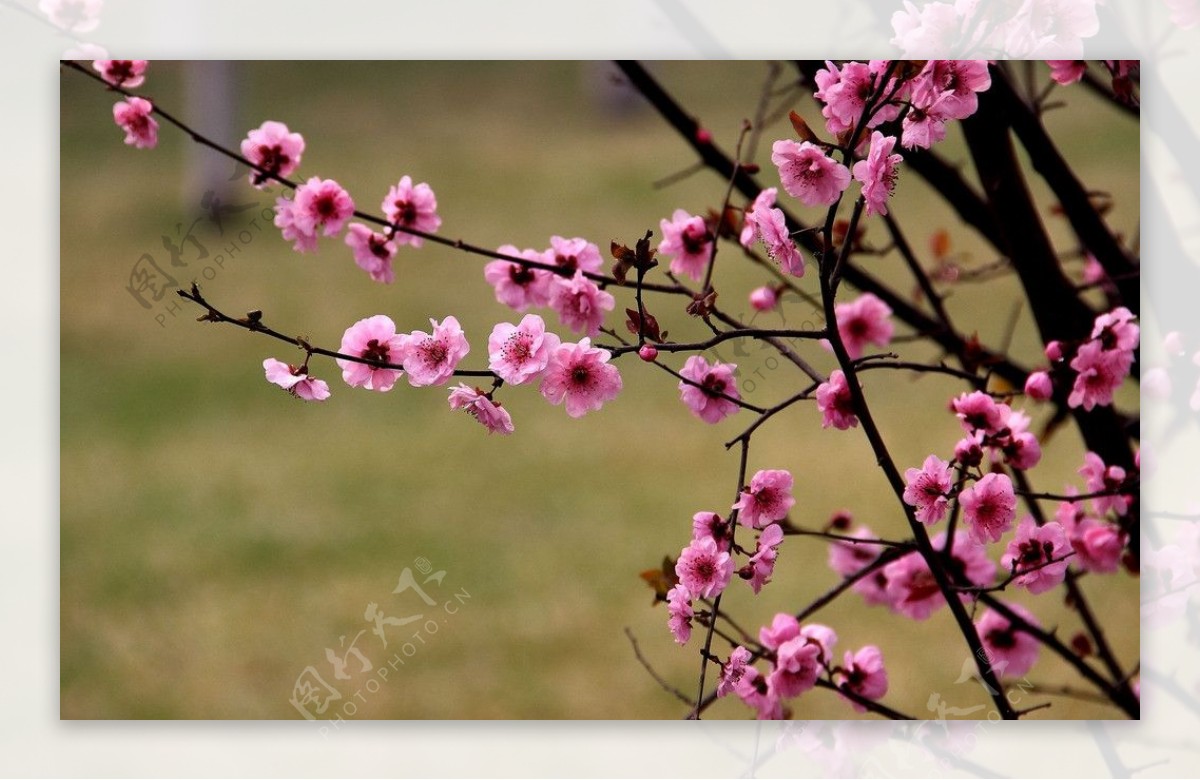 桃花图片