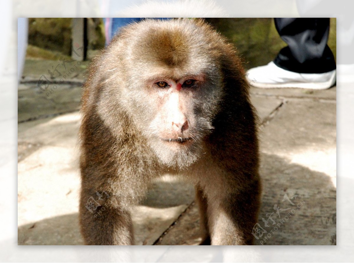 四川峨嵋山上的猴子图片