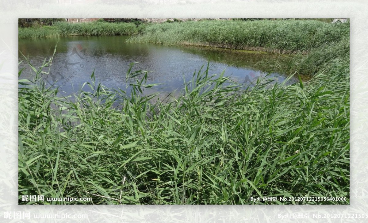 芦苇池塘图片