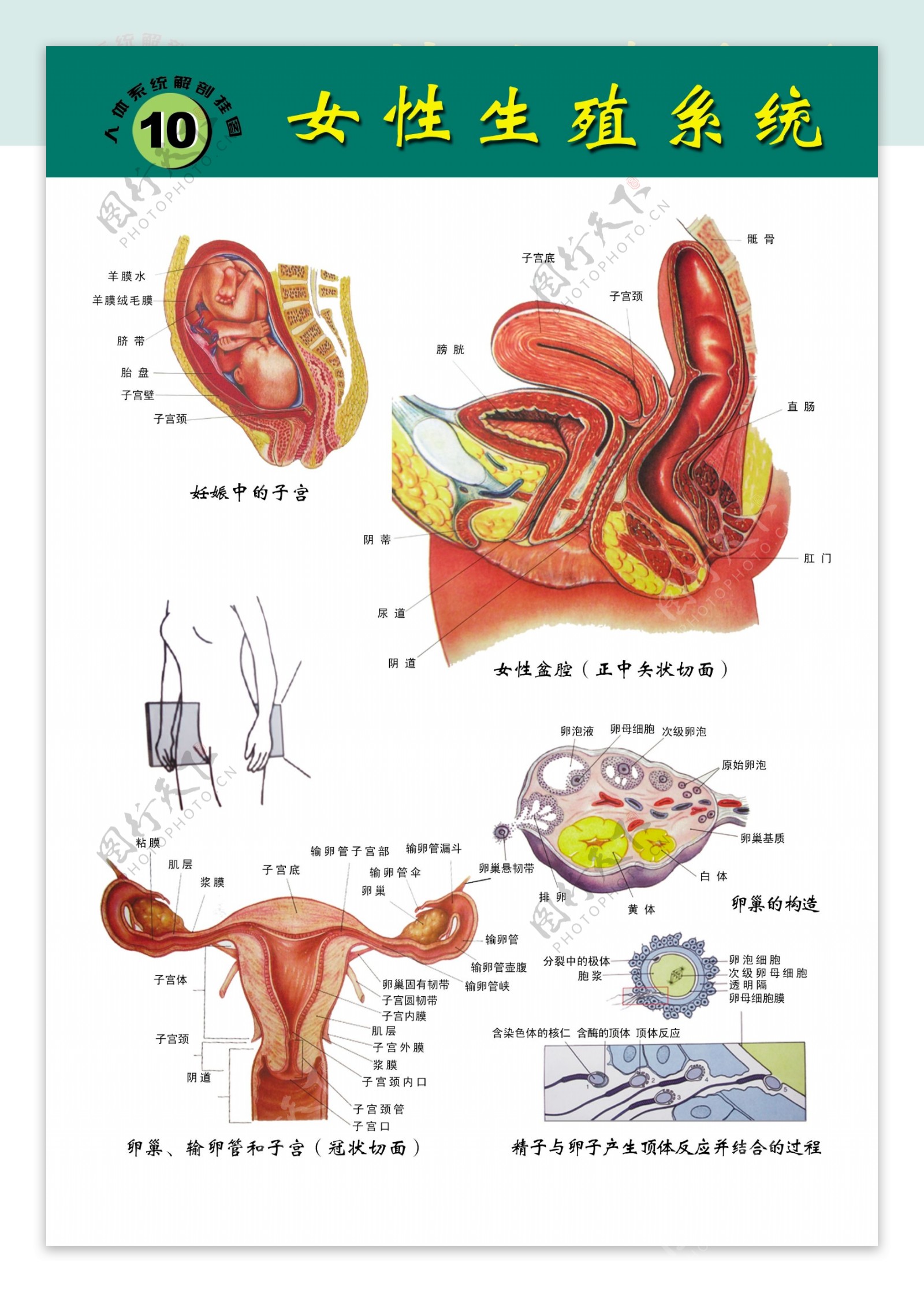 医院发性生殖系统挂图图片