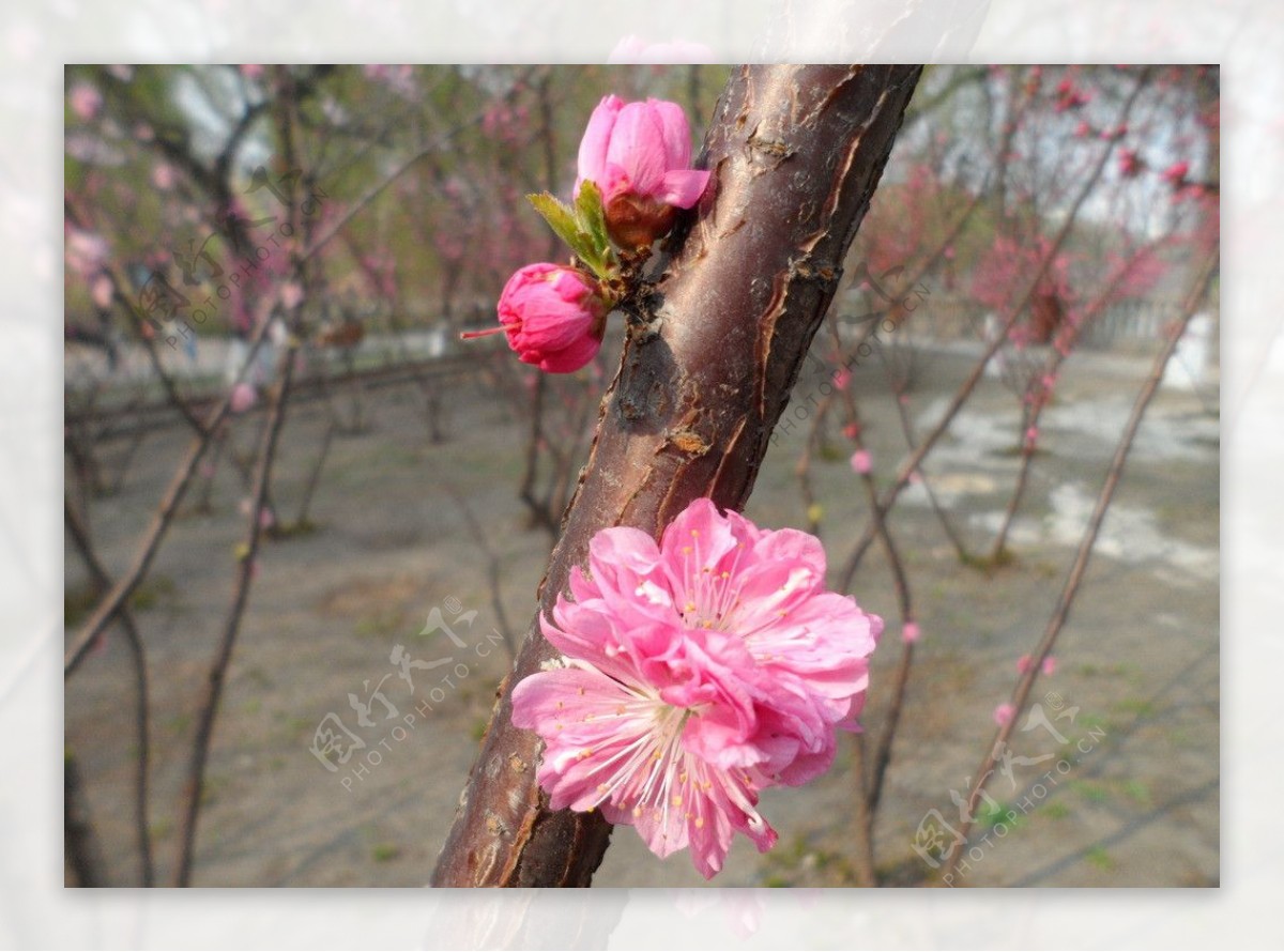 榆叶梅花图片