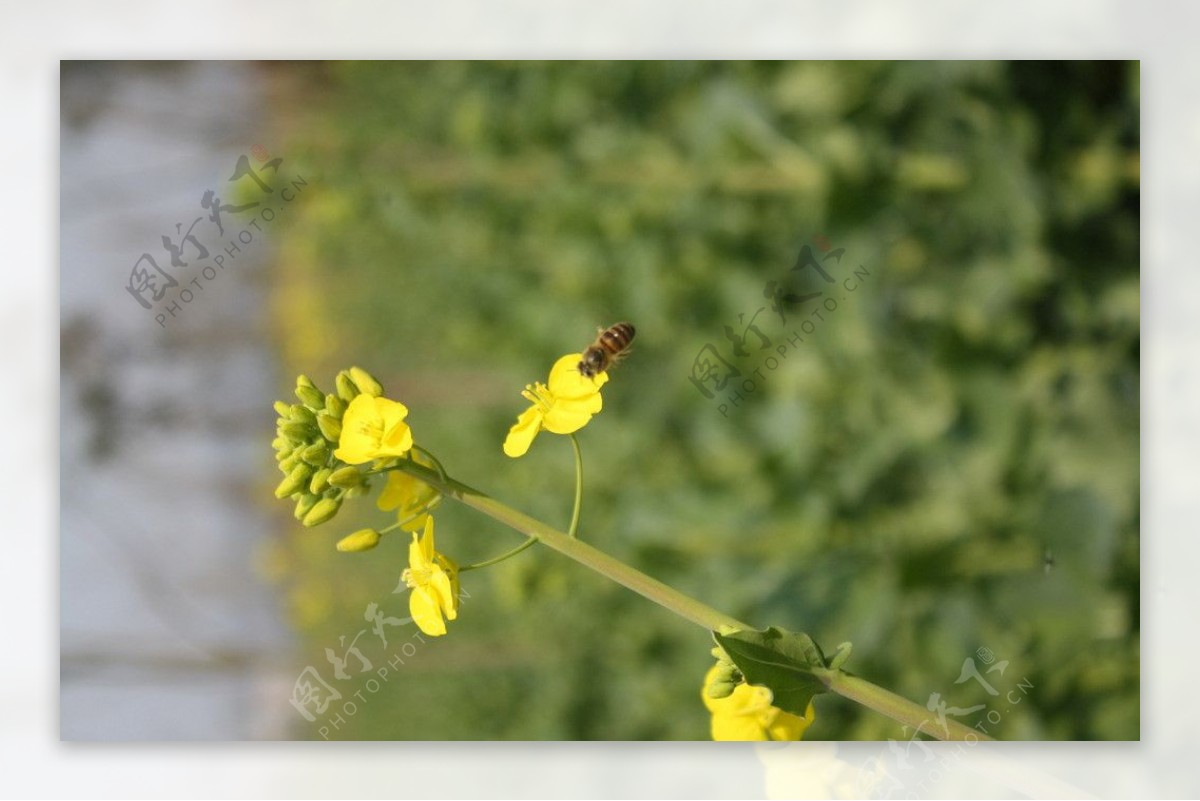 油菜花图片