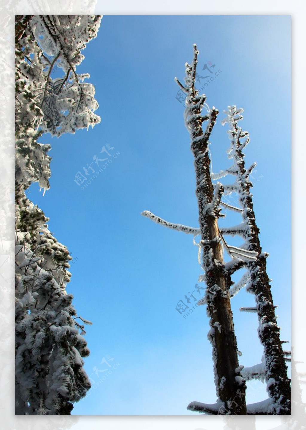 雪景雪树图片