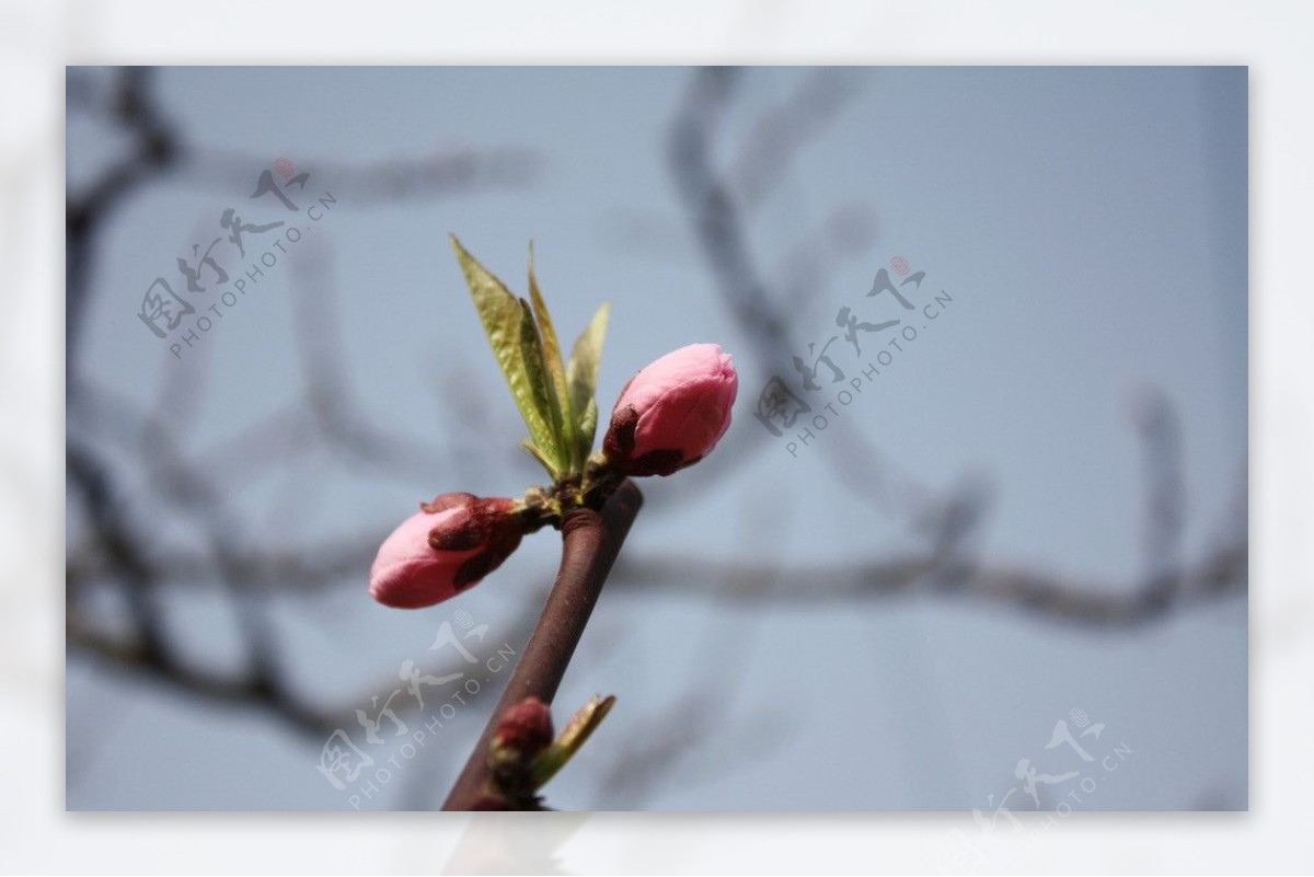 龙泉桃花节图片