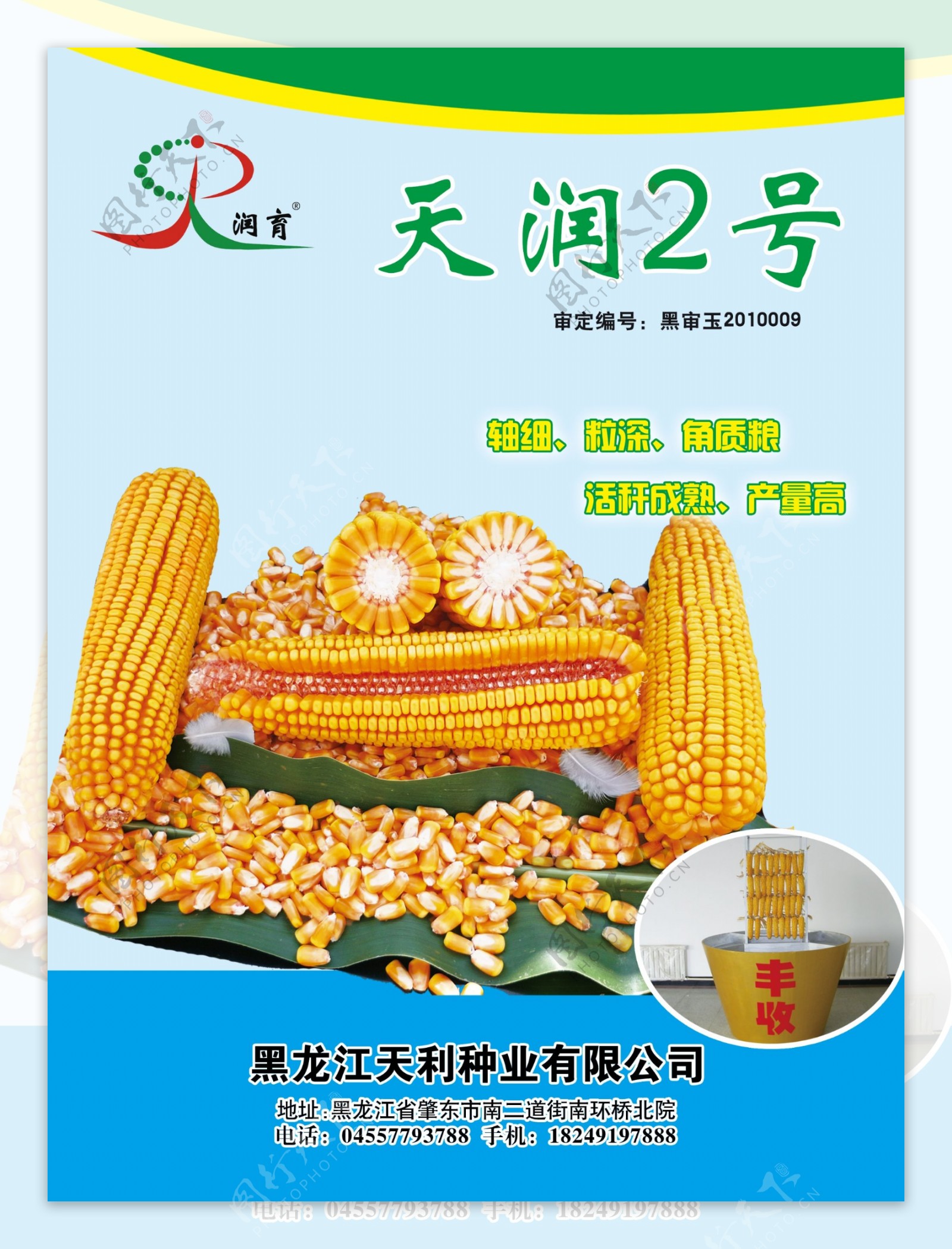 玉米种子传单图片
