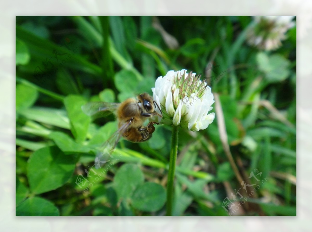 蜜蜂采花图片