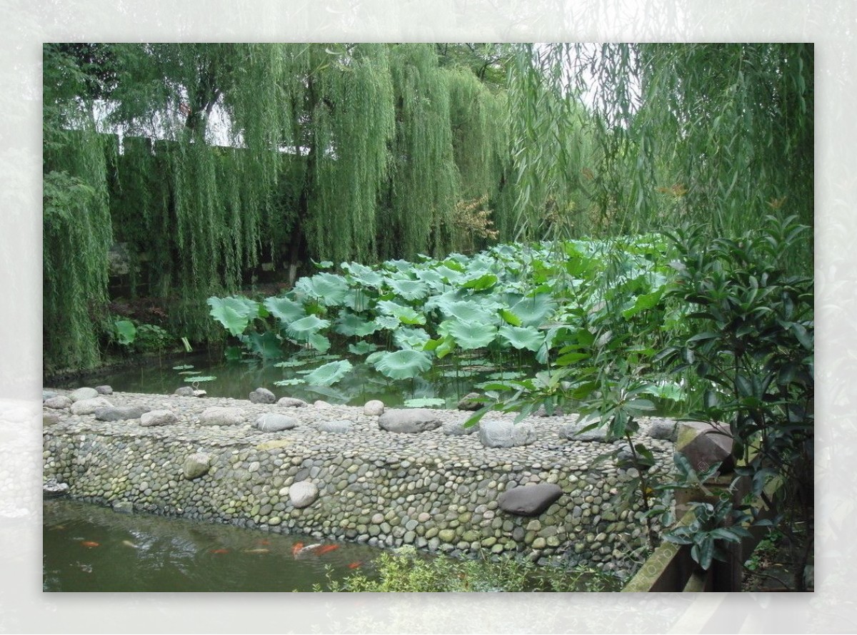 桂湖公园图片