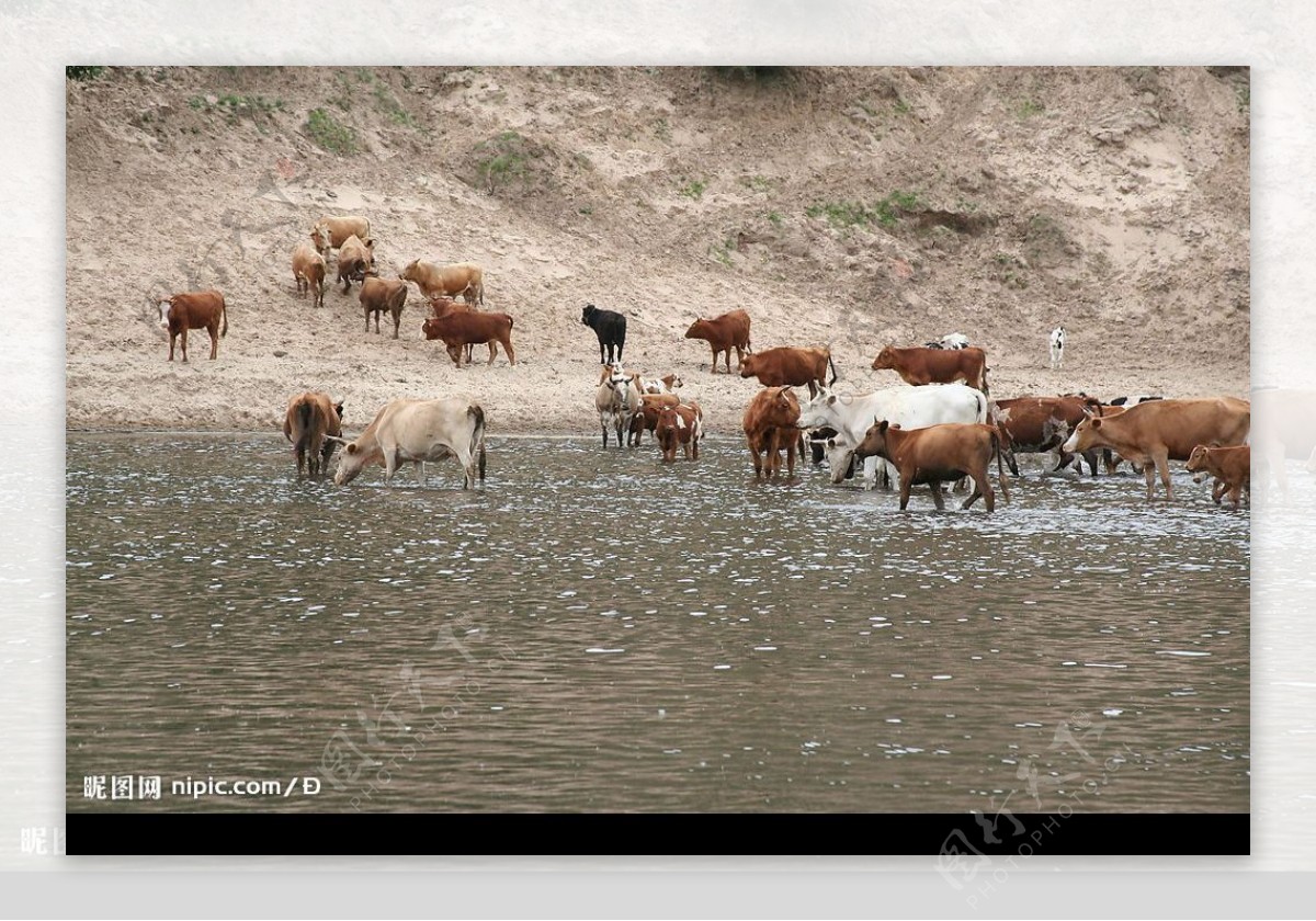 天然牧场牛图片