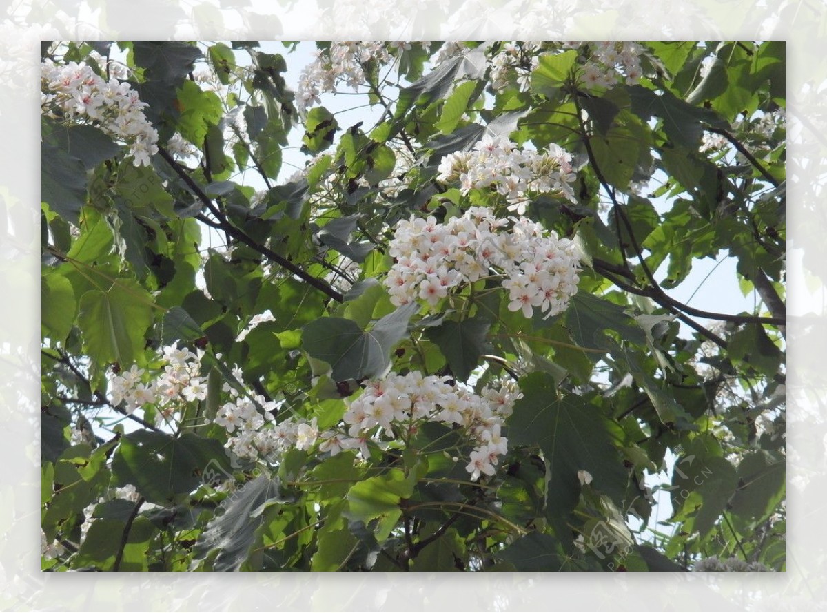 油桐花图片