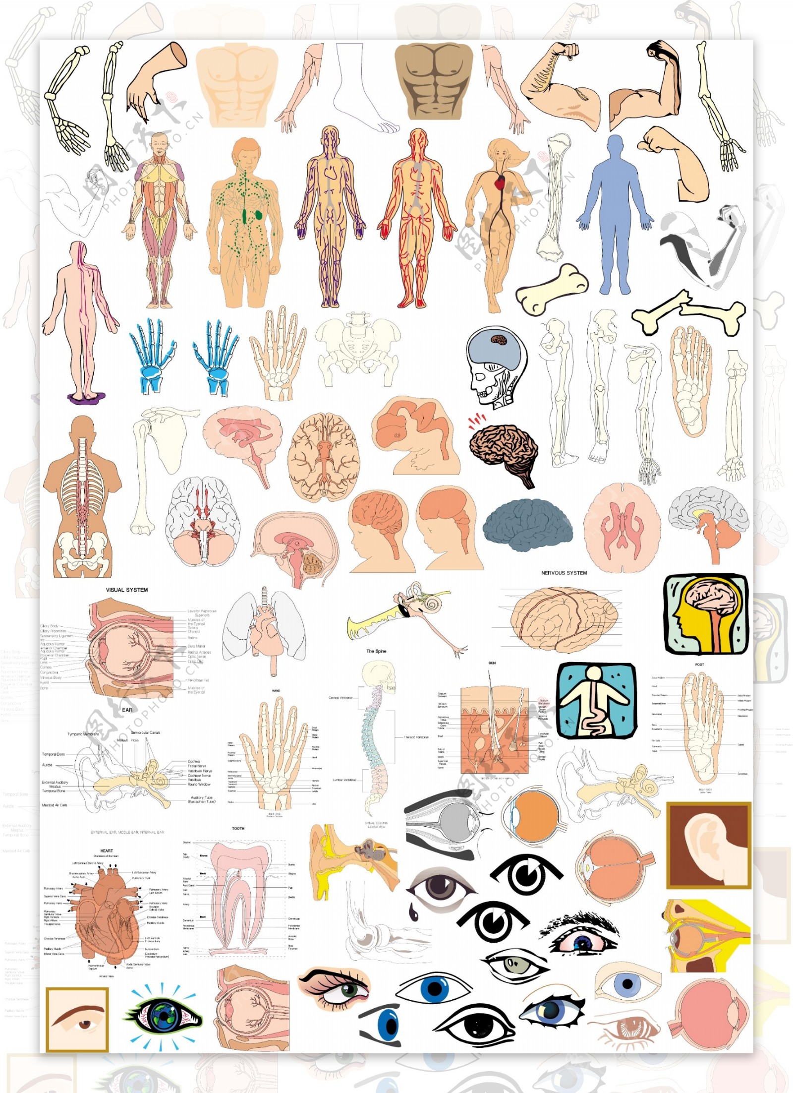 人体结构器官部位1图片