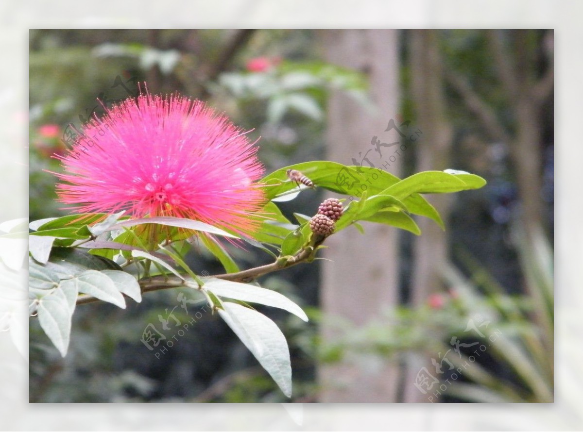 天河公园花朵蜜蜂图片