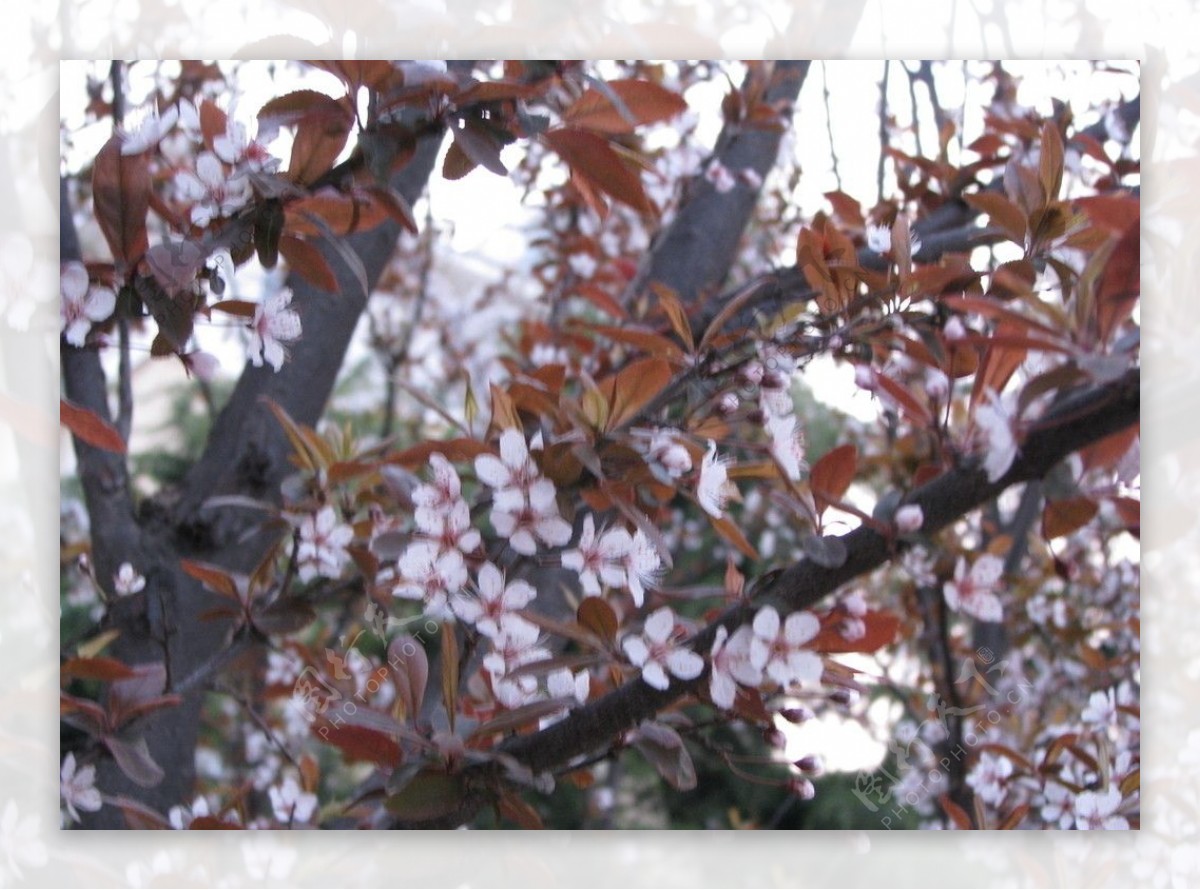 樱花树图片