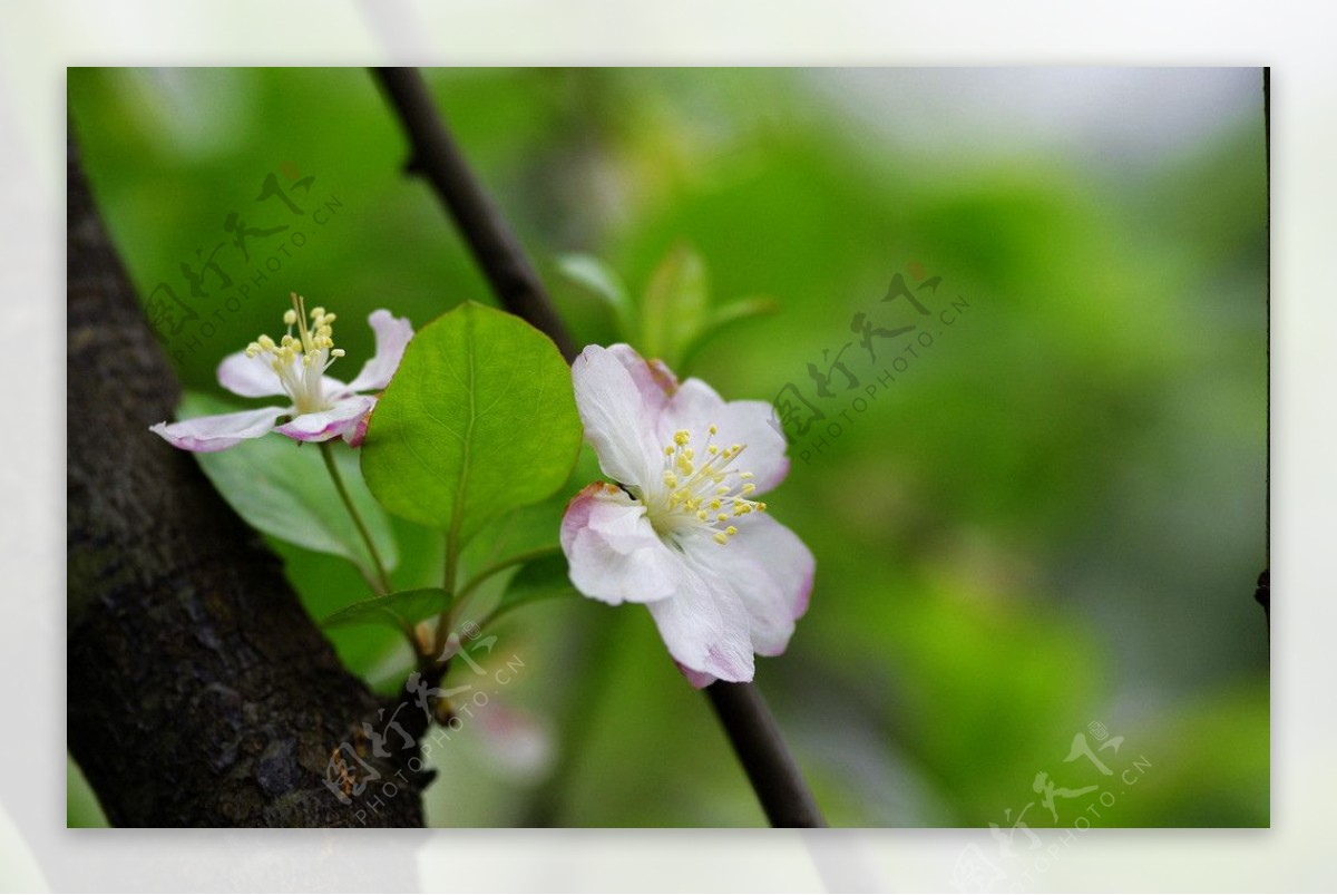 桃花图片