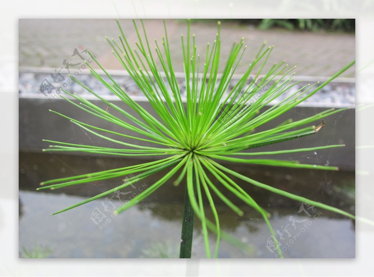 水生植物图片