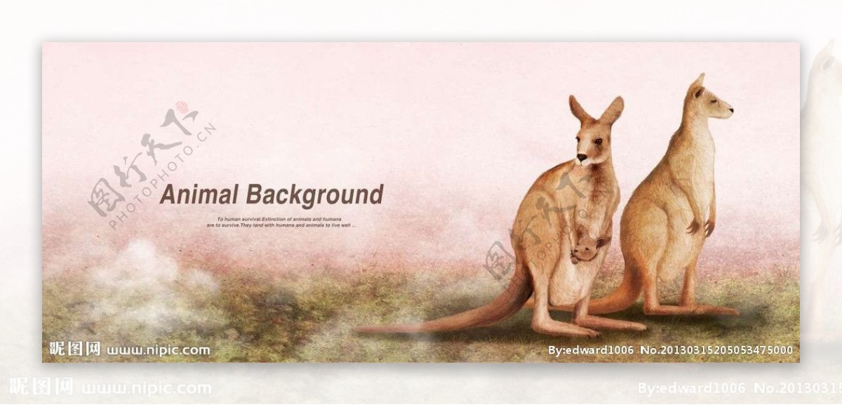 澳大利亚袋鼠图片